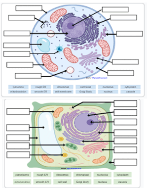 36 Label Cell Diagram Labels 2021 - Riset