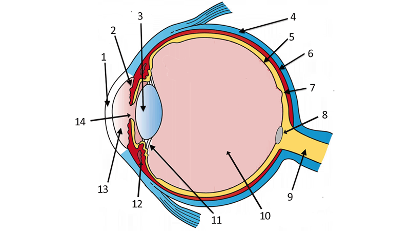 Eye Labelling Diagram