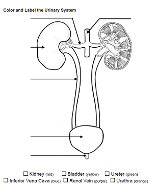 Urinary System Diagram With Labels