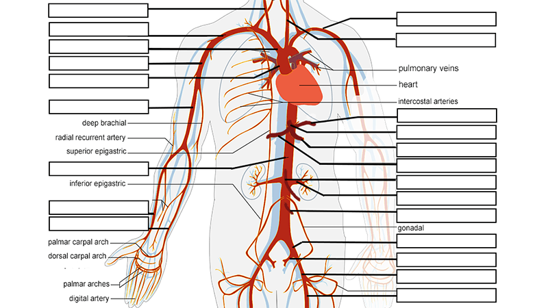 Study the Arteries and Veins of the Circulatory System - TechTrendsClub