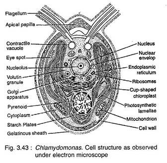 Cell Structure as Observed Under Electron Microscope