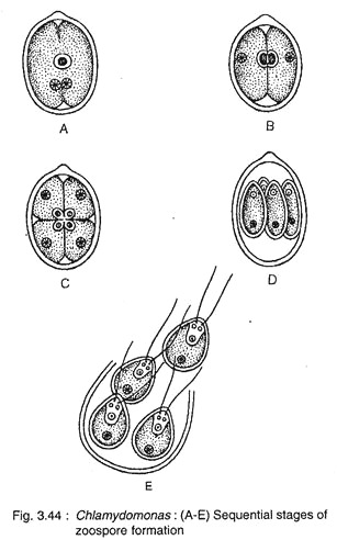 Sequential Stages of Zoospore Formation