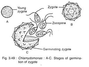 Stages of Germination of Zygote