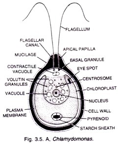 chlamydomonas