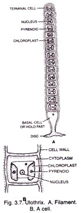 Ulothrix