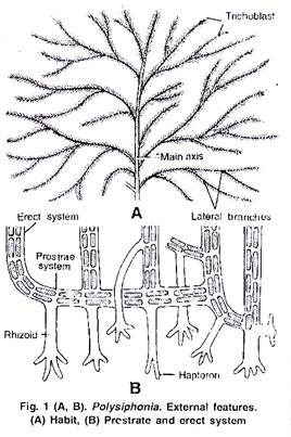 Polysiphonia