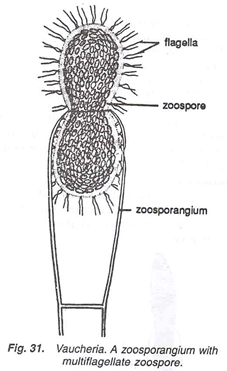 Vaucheria. A zoosporangium with multiflagellate zoospore