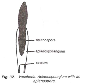 Vaucheria. Aplanosporagium with an aplanospore