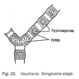 Vaucheria. Gongrosira stage