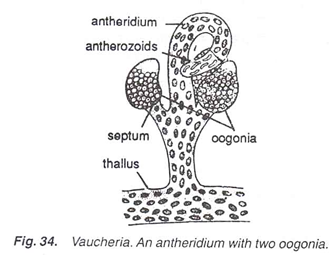 Vaucheria. An antheridium with two oogonia