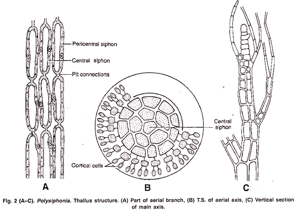 Polysiphonia: Thallus Structure