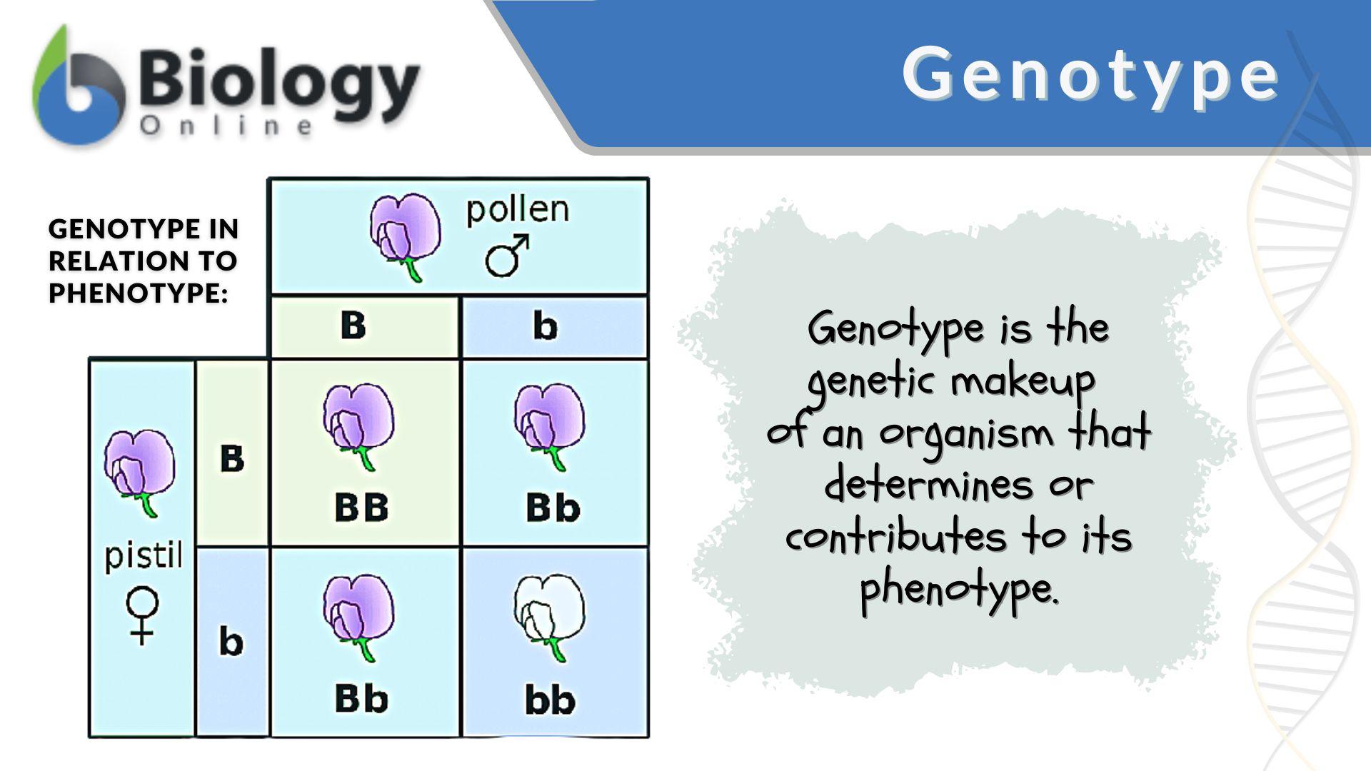 Genotype Definition, Types, Functions, Examples And FAQs, 55% OFF