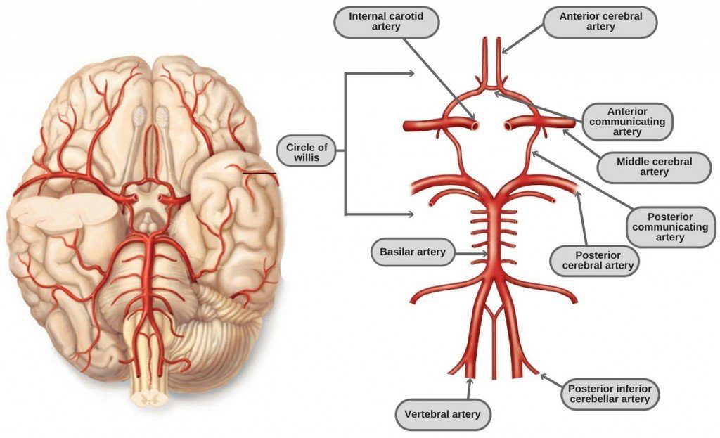 The Circle of Willes in Cryonics Perfusion - Biostasis