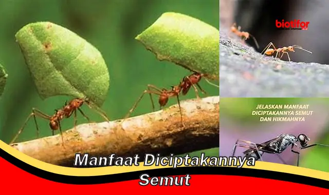 manfaat diciptakannya semut