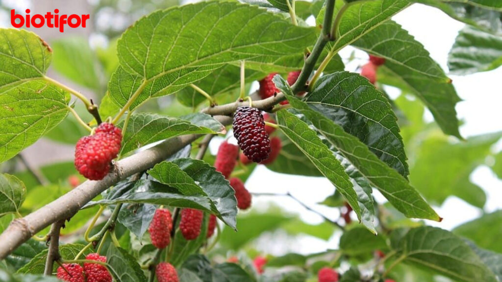 Manfaat Daun Murbei Bagi Kesehatan