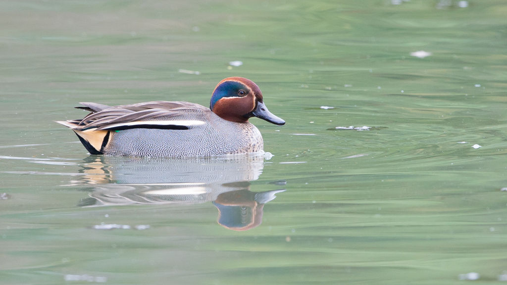 Male teal in nuptial plumage