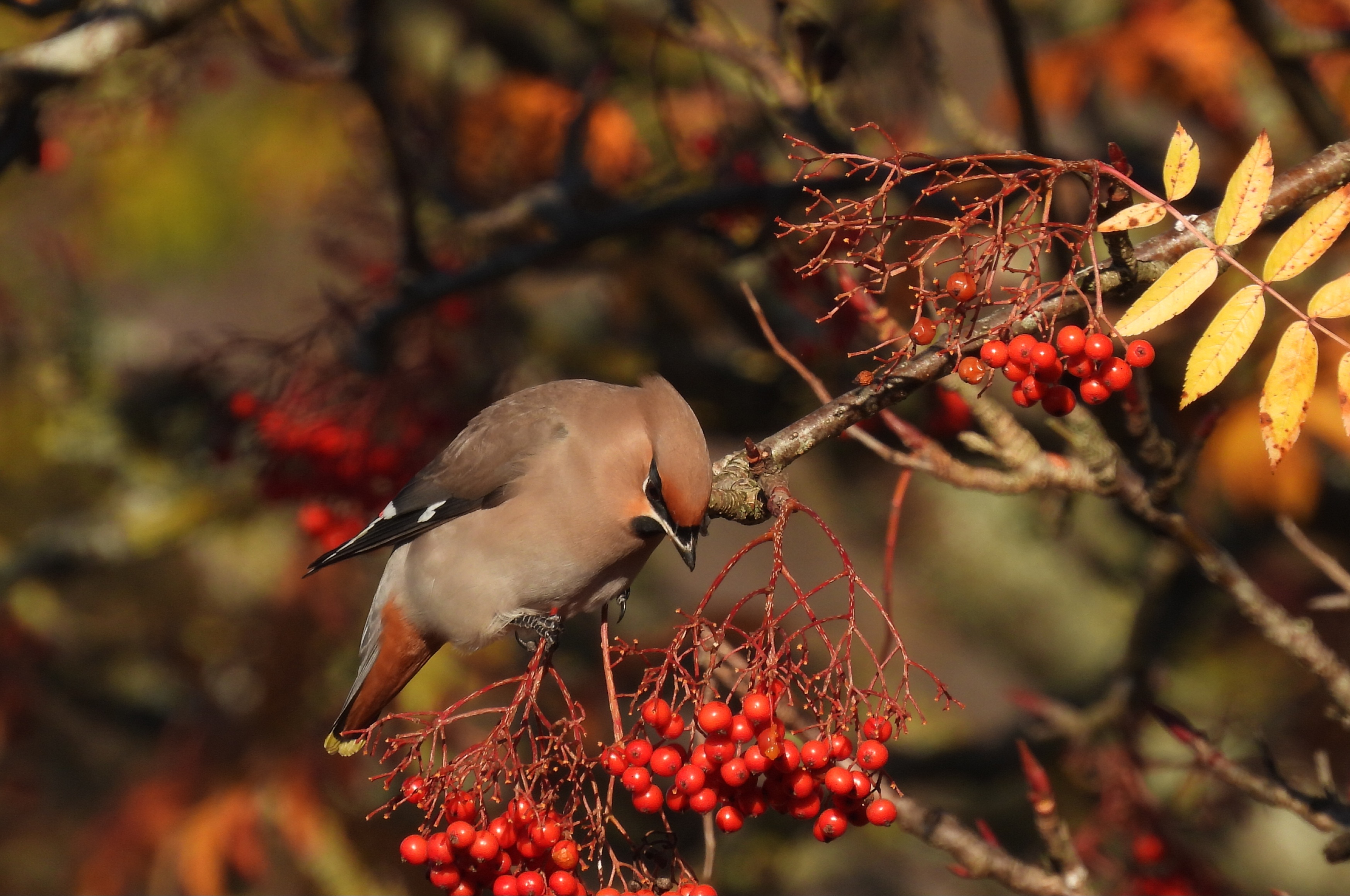 Waxwing