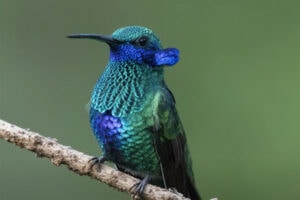 Sparkling Violetear hummingbird close-up view of plumage