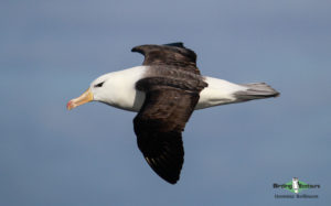 Chile birding tours