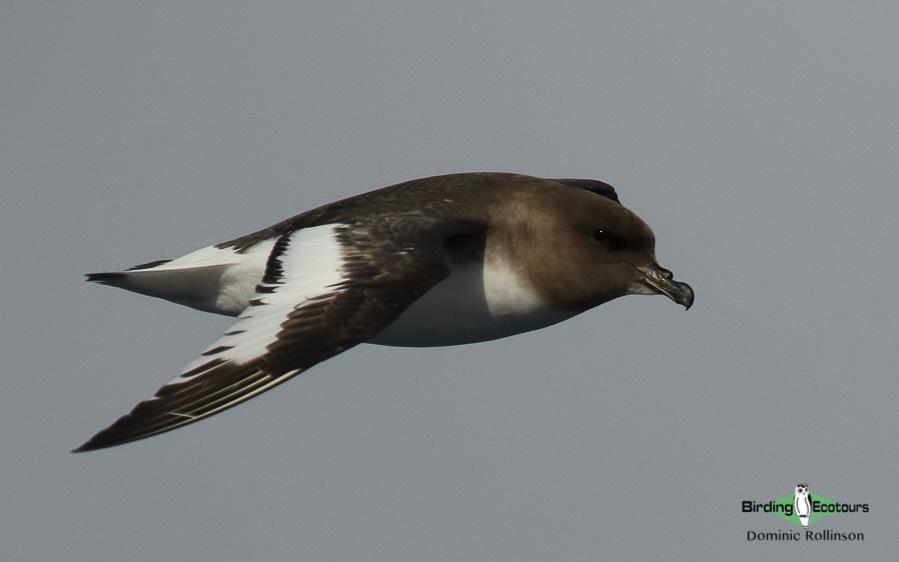 Antarctica birding tours