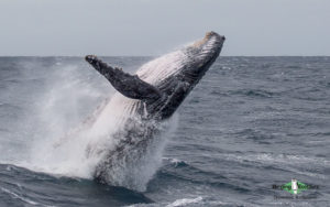 Antarctica birding tours