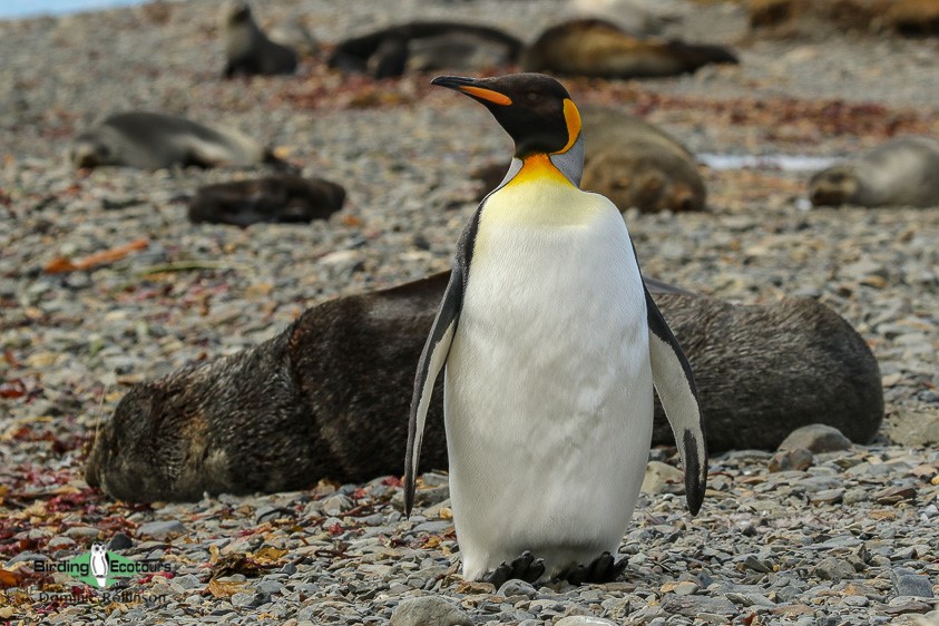 Antarctica birding cruise