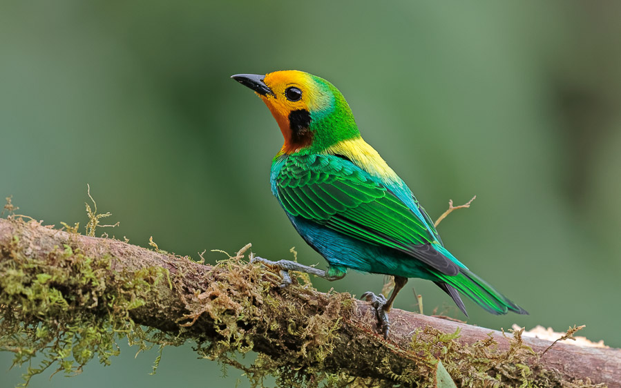 Colombia birding tours