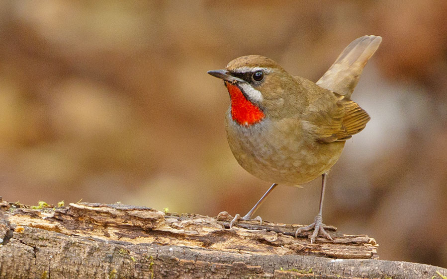 China birding tours