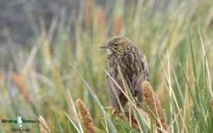 Antarctica birding tours