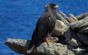 Antarctica birding tours