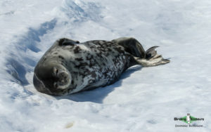 Antarctica birding tours