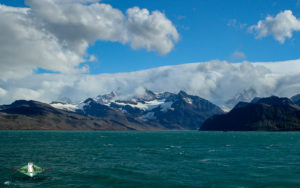 Antarctica birding galleries