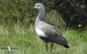 Tierra del Fuego birding tours