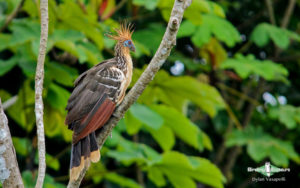 Southern Peru birding tours