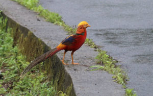 Chinese birding tours