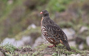 Chinese birding tours