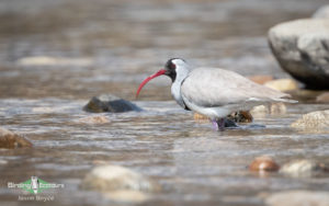 Asian birding galleries