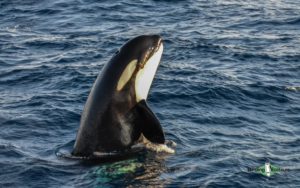 Puerto Madryn and Valdés Peninsula birding tour