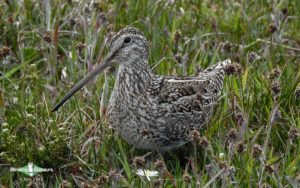 Ushuaia birding tours