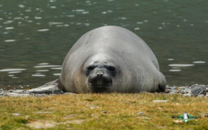 Puerto Madryn and Valdés Peninsula birding tour