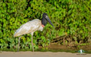 Best of Brazil birding tour