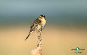 Poland birding tours