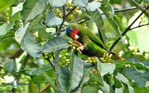 Samoa birding tours