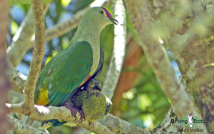 Samoa birding tours