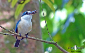 Samoa birding tours