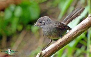 Samoa birding tours