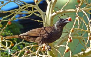 Samoa birding tours