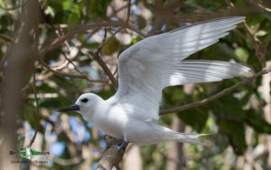 Samoa birding tours