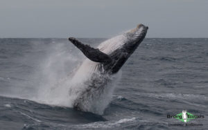 Cape Town Mammals