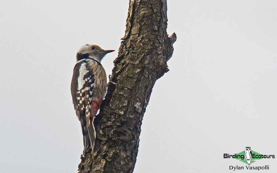 Baltic birding tour